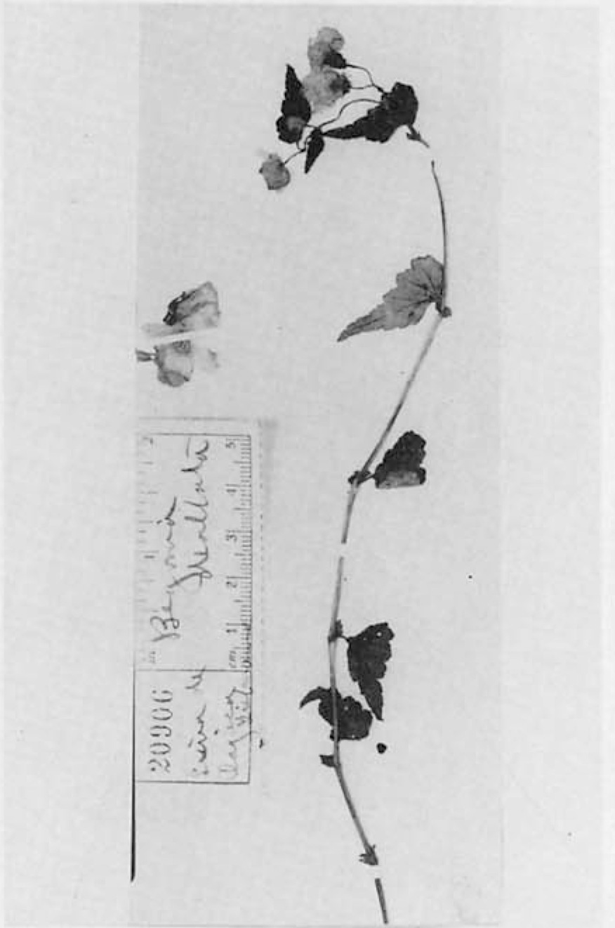 B. dealbata